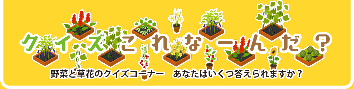 これなーんだ?
