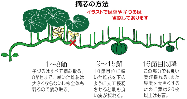 カボチャ 野菜のビギナーズマニュアル 株式会社トーホク