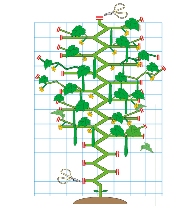 キュウリ 野菜のビギナーズマニュアル 株式会社トーホク