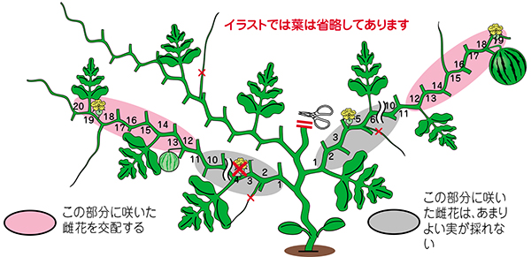 スイカ 野菜のビギナーズマニュアル 株式会社トーホク