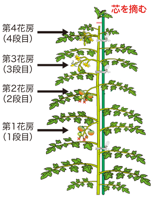 トマト 野菜のビギナーズマニュアル 株式会社トーホク