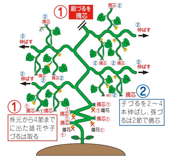 摘果 きゅうり