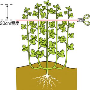 ソラマメ 野菜のビギナーズマニュアル 株式会社トーホク