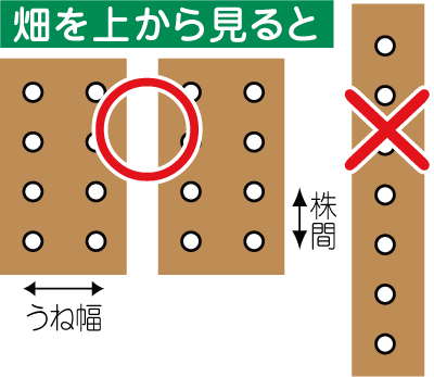 トウモロコシ 野菜のビギナーズマニュアル 株式会社トーホク