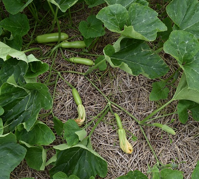 カボチャ 野菜のビギナーズマニュアル 株式会社トーホク